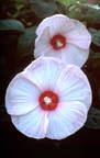 Hibiscus Blossoms