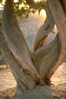 Juniper at Grand Canyon