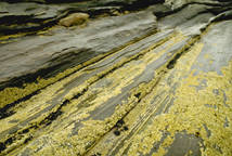 Lichen on Rock