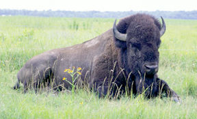 image of bison