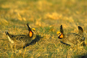 image of prairie chickens