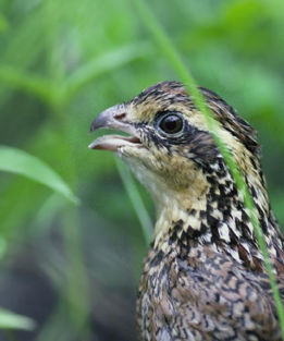 image of quail