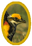 prairie chicken