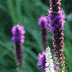 thumbnail of blazing star and white Culver's root