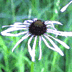 thumbnail of pale purple coneflower