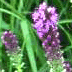 thumbnail of prairie plants