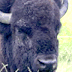 thumbnail of  bison