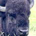 thumbnail of bison