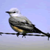 thumbnail of scissor tailed flycatcher