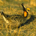 thumbnail of prairie chicken