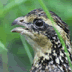 thumbnail of quail