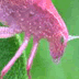 thumbnail of katydid