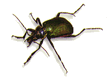 image of beetle
