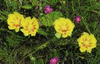 image of blooming wild cacti