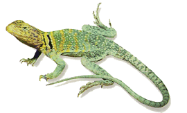 image of lizard